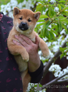 Photo №1. shiba inu - for sale in the city of Nizhny Novgorod | negotiated | Announcement № 141057