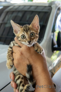 Photo №3. Vet checked Bengal kittens available for sale. Germany