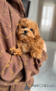 Photo №4. I will sell maltese dog in the city of Kiev. breeder - price - negotiated