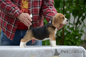 Photo №2 to announcement № 168999 for the sale of beagle - buy in Belarus from nursery