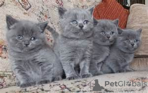 Photo №2 to announcement № 10546 for the sale of british shorthair - buy in Finland private announcement
