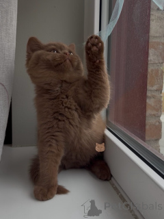 Photo №1. british shorthair - for sale in the city of Berlin | negotiated | Announcement № 171101