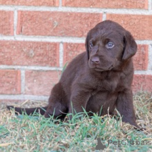 Photo №3.  Emmy Lou Labrador Retriever Puppy. Germany