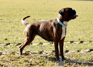 Photo №3. Boxer puppies available. Poland