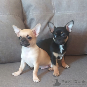 Photo №2 to announcement № 98550 for the sale of chihuahua - buy in Germany private announcement