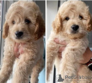 Photo №3. Two boys & two girls LEFT HOMEBRED MINIATUREGoldendoodles F1B. United States