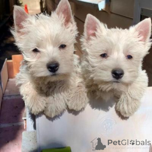 Photo №1. west highland white terrier - for sale in the city of Klagenfurt | 310$ | Announcement № 168082