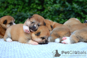 Additional photos: Akita inu puppies