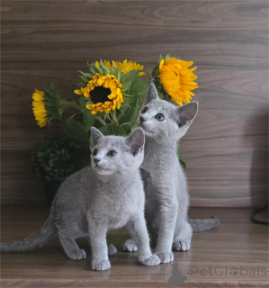 Photo №1. russian blue - for sale in the city of Baierbrunn | 329$ | Announcement № 152918