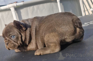 Photo №2 to announcement № 124830 for the sale of french bulldog - buy in Belarus private announcement