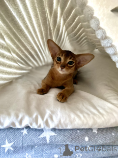 Photo №1. abyssinian cat - for sale in the city of Minsk | 735$ | Announcement № 148563