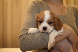Photo №1. cavalier king charles spaniel - for sale in the city of Ivanovo | 956$ | Announcement № 4650