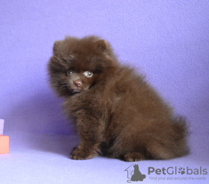 Photo №3. sold toy-spitz dark brown color.. Russian Federation