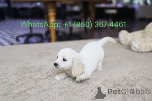 Photo №1. cavalier king charles spaniel - for sale in the city of Carolina Beach | negotiated | Announcement № 153559