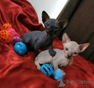 Photo №1. sphynx cat - for sale in the city of Helsinki | negotiated | Announcement № 88039