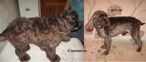 Photo №4. Groomer in Russian Federation. Announcement № 5212
