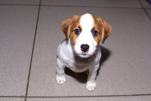 Photo №1. jack russell terrier - for sale in the city of Yekaterinburg | 354$ | Announcement № 6303