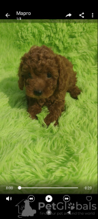 Additional photos: toy poodle