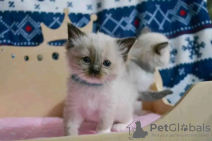 Photo №1. ragdoll - for sale in the city of Sydenham | 317$ | Announcement № 71719