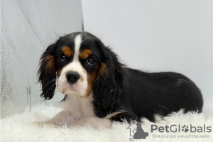 Photo №1. cavalier king charles spaniel - for sale in the city of Rome | Is free | Announcement № 53870