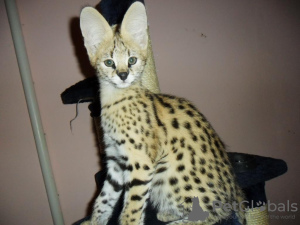 Photo №1. savannah cat - for sale in the city of Paris | negotiated | Announcement № 33358