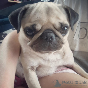 Photo №1. pug - for sale in the city of Zürich | 423$ | Announcement № 89092