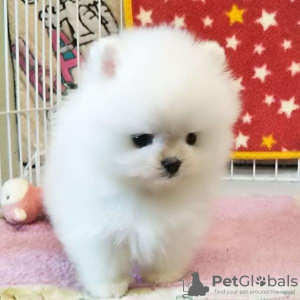 Photo №2 to announcement № 43172 for the sale of pomeranian - buy in Germany private announcement