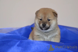 Additional photos: Shiba Inu puppies from champion parents