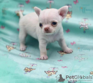 Photo №1. chihuahua - for sale in the city of Eindhoven | 317$ | Announcement № 87932