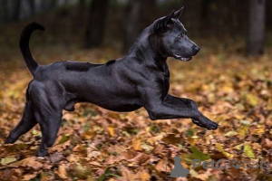 Photo №2 to announcement № 159192 for the sale of thai ridgeback - buy in France private announcement