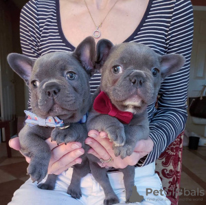 Photo №4. I will sell french bulldog in the city of California Gully. private announcement - price - negotiated