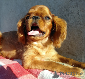 Photo №1. cavalier king charles spaniel - for sale in the city of Krivoy Rog | 468$ | Announcement № 7787