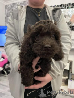 Photo №2 to announcement № 159985 for the sale of american cocker spaniel - buy in Lithuania private announcement