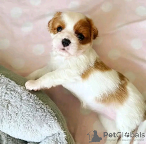 Photo №3. Beautiful Health Cavalier Puppies Business WhatsApp 37062044902. Hungary