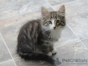 Photo №1. american shorthair - for sale in the city of Berlin | 317$ | Announcement № 70405
