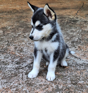 Photo №1. siberian husky - for sale in the city of Georgetown | 600$ | Announcement № 157355