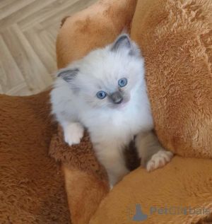 Photo №3. Ragdoll Kittens. Germany