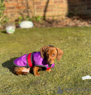 Photo №1.  - for sale in the city of Dunedin | Is free | Announcement № 163556