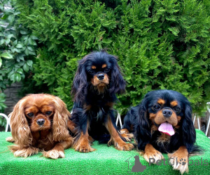 Photo №2 to announcement № 150368 for the sale of cavalier king charles spaniel - buy in Poland from nursery
