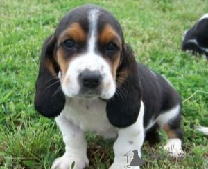 Photo №1. basset hound - for sale in the city of Dusseldorf | negotiated | Announcement № 175286