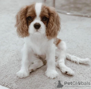 Photo №1. cavalier king charles spaniel - for sale in the city of Brno | negotiated | Announcement № 57877