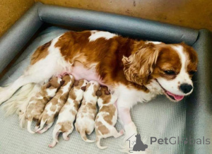 Photo №1. cavalier king charles spaniel - for sale in the city of IPSWICH | 380$ | Announcement № 166434