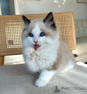 Photo №2 to announcement № 105105 for the sale of ragdoll - buy in United States private announcement