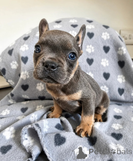 Photo №1. french bulldog - for sale in the city of Anderlecht | 413$ | Announcement № 171770