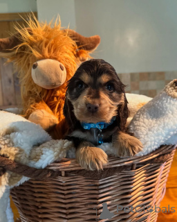 Photo №1. english cocker spaniel - for sale in the city of Gumbostrand | negotiated | Announcement № 160768