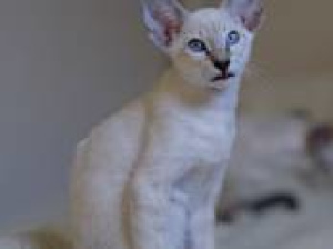 Photo №3. Gorgeous siamese oriental kitty is free to sell and ready to move.. Belarus