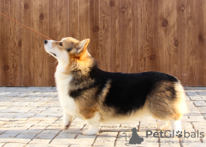 Additional photos: Welsh Corgi Pembroke