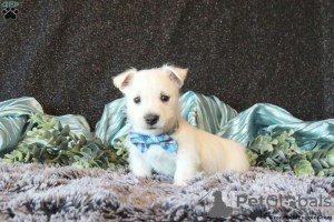 Additional photos: beautiful west highland terrier puppies