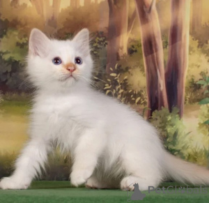 Photo №1. birman - for sale in the city of Mainz-Bingen | 361$ | Announcement № 177640