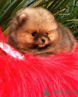 Photo №4. I will sell pomeranian in the city of Berlin. private announcement, breeder - price - 941$